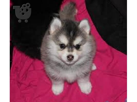 Pomsky puppies for Free Adoption very Tiny