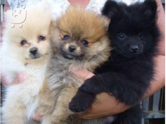 PoulaTo: Μικρό Pomeranian Puppy αρκουδάκι