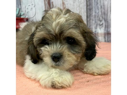 Όμορφα κουτάβια Shih Tzu