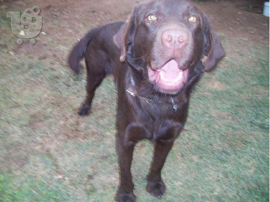 Καθαρόαιμο σοκολατί labrador retreiver χαριζεται
