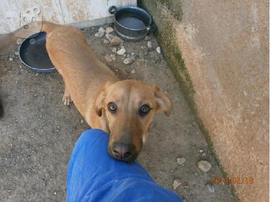 Κουταβος χαριζεται