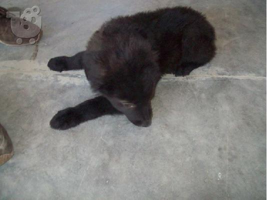 Τσοπανοκουταβακια 3μισι μηνων χαριζονται