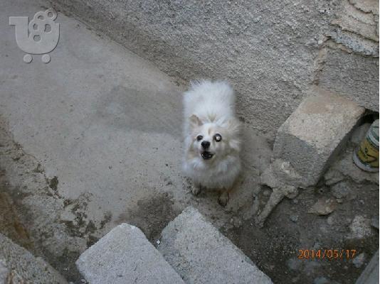 Βρεθηκε τυφλο μικροσωμο σκυλακι στο Περαμα