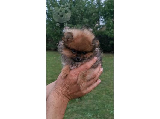 Pomeranian Spitz
