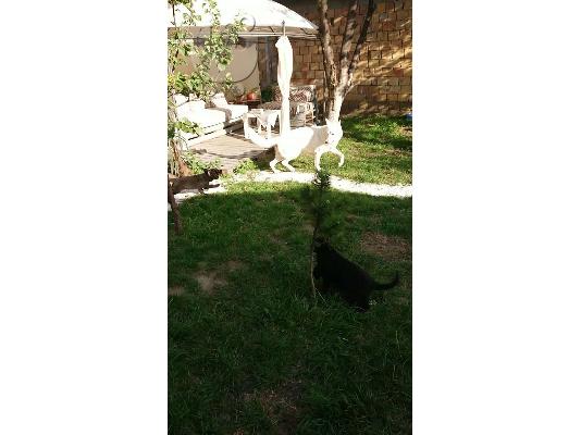 Μαύρος Γερμανικός Ποιμενικός κουτάβια