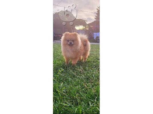 Pomeranian κουτάβια