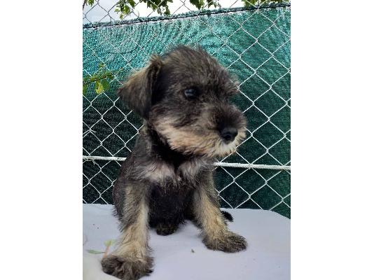 Standard Schnauzer κουτάβια