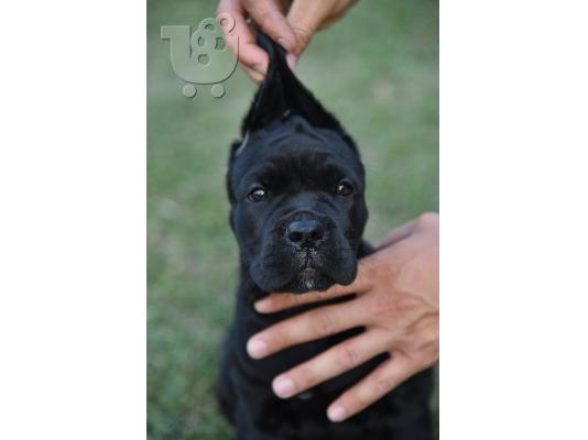 PoulaTo: Cane Corso κουτάβια