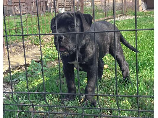 Cane Corso κουτάβι