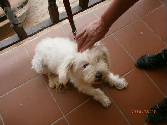 PoulaTo: Κανις/Μαλτεζ χαριζεται