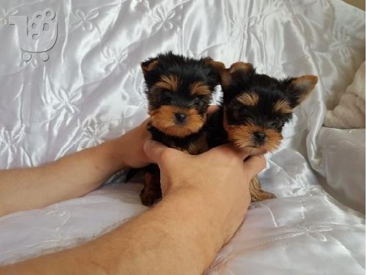PoulaTo: Γιορκσάιρ τεριέ -υόρκσιρη - Yorkshire terrier mini
