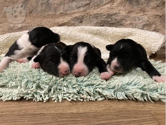 PoulaTo: Κουτάβια Border Collie