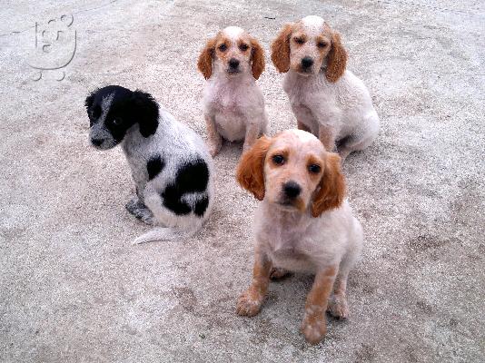 PoulaTo: σεττερ