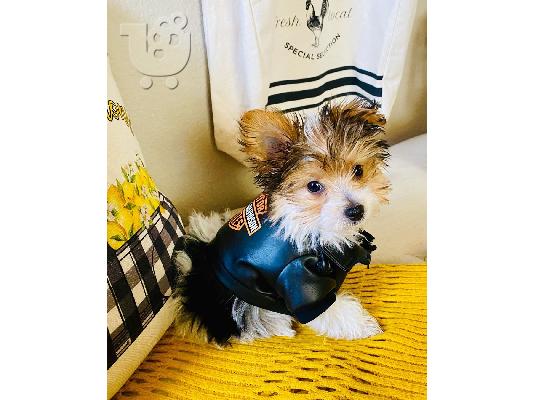 Μικρο Yorkie