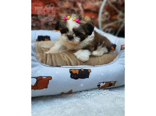 PoulaTo: Λατρευτά κουτάβια Shih Tzu