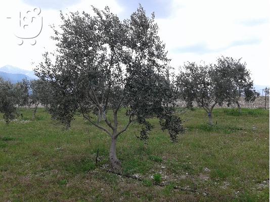 PoulaTo: ελαιόδεντρα