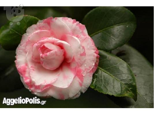 10 Σποροι Camellia Japonica Winter Rose