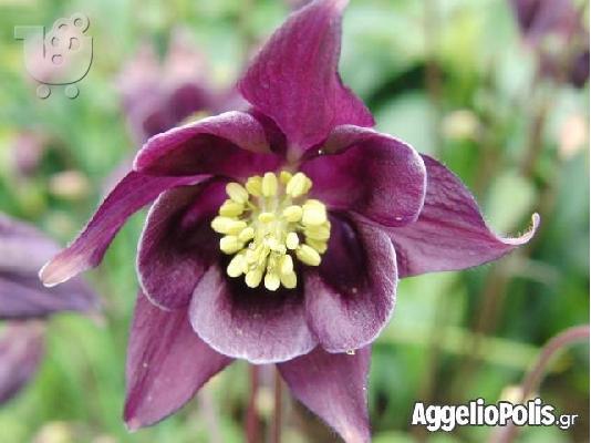 100 Σποροι - Aquilegia vulgaris Christy Barlow