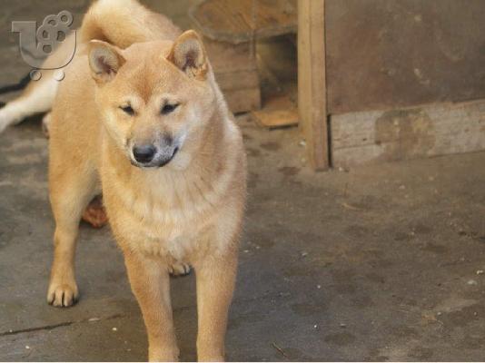 Shiba Inu κουτάβια προς πώληση