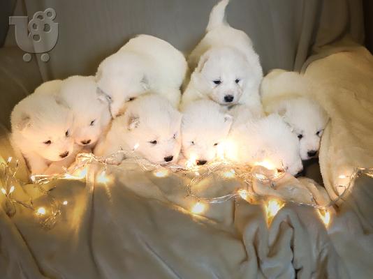 Samoyed κουτάβια