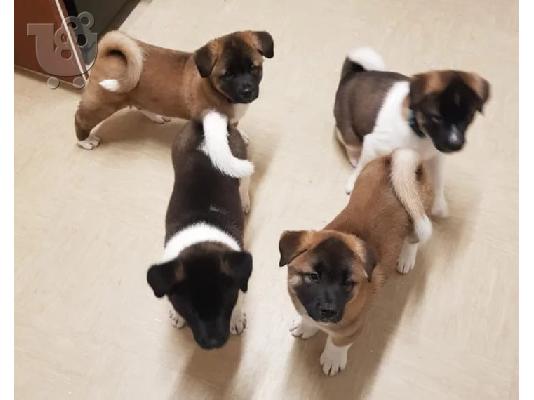 PoulaTo: Ιαπωνικά Akita.