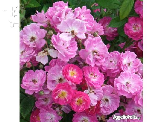 PoulaTo: 50 σποροι Rosa Chinensis - Τριανταφυλλο Κινας