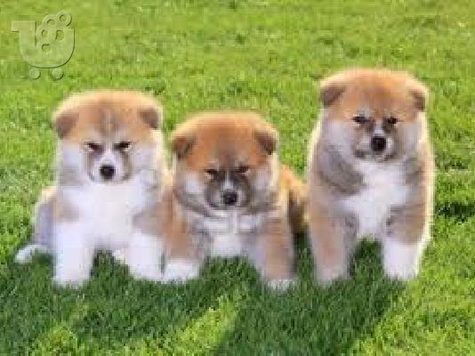 PoulaTo: Ακιτα ινου καθαροαιμο κουταβακι