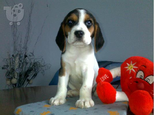 PoulaTo: Μπιγκλ – 380 euro