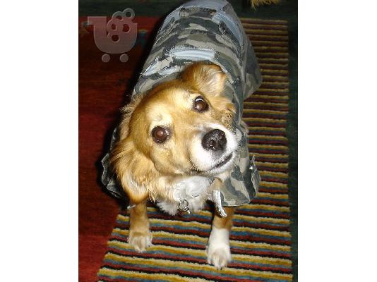 Δωρίζεται Σκύλος θηλυκού γένους