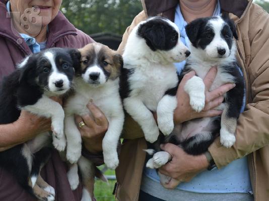 PoulaTo: Πωλούνται κουτάβια Ελληνικού Ποιμενικού / Greek Shepherd dogs