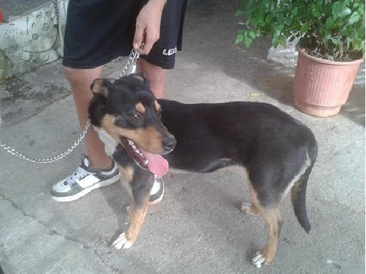 PoulaTo: Σκυλιτσα 9 μηνων χαριζεται