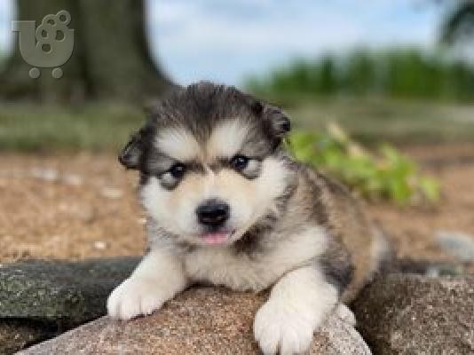 PoulaTo: Alaskan Malamute