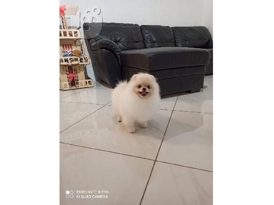 Πώληση Pomeranian σκύλοι και κουτάβια