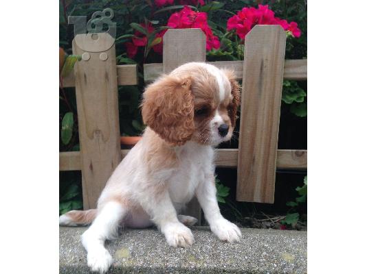 King of Cavaliers Charles κουτάβια.