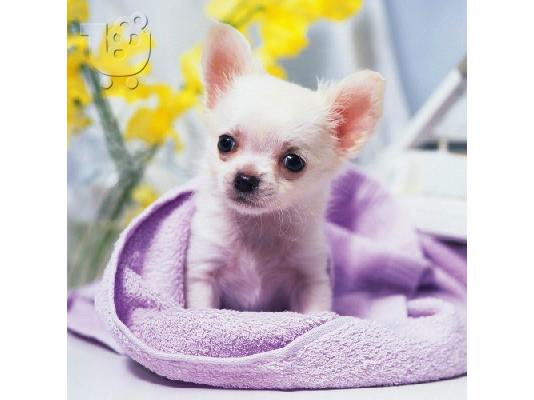 PoulaTo: Τσιουάουα κουτάβια για την ημέρα του Αγίου Βαλεντίνου