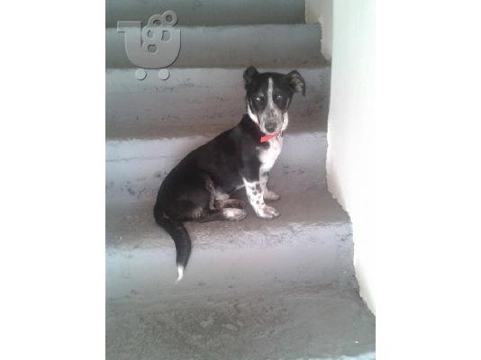 Μικροσωμο σκυλακι χαριζεται