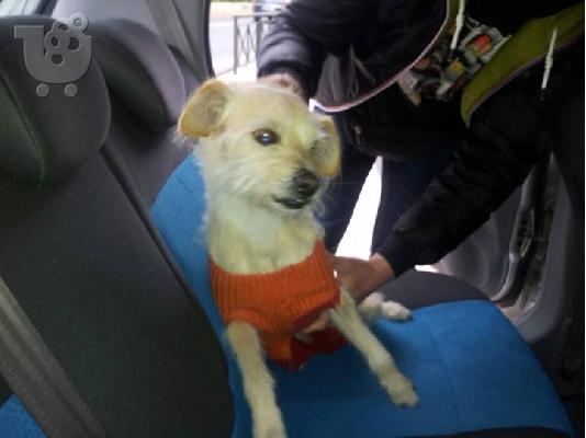 Μικροσωμο σκυλακι βρεθηκε κ χαριζεται