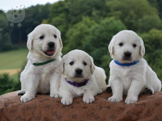PoulaTo: Κουτάβια Golden Retriever
