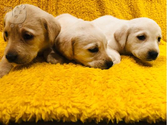 PoulaTo: Labrador Puppies