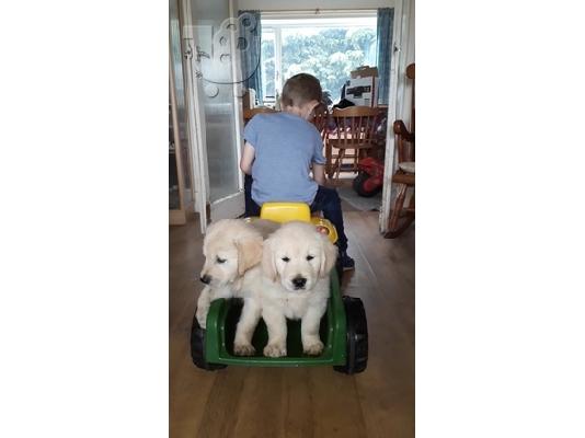 Όμορφα Golden Retriever κουτάβια