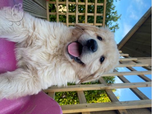 PoulaTo: Πωλούνται κουτάβια Golden Retriever