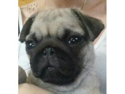 pug θηλυκο 11 μηνων κ αρσενικο 2,5 ετων