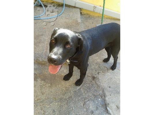 Νεαρη κυλιτσα χαριζεται