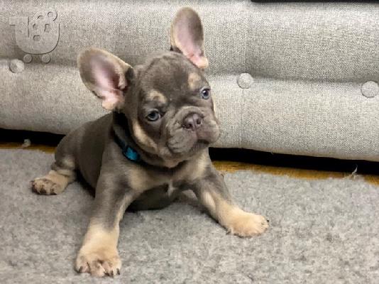 Κουτάβια Lilac & Tan French Bulldog