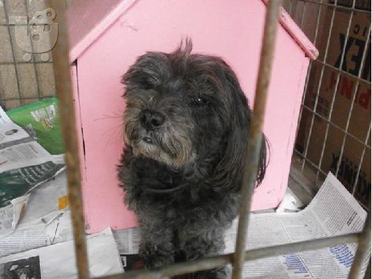 PoulaTo: Μαλτεζ/κανις χαριζεται