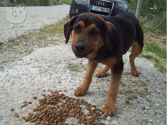 Σκυλακια 7 μηνων χαριζονται