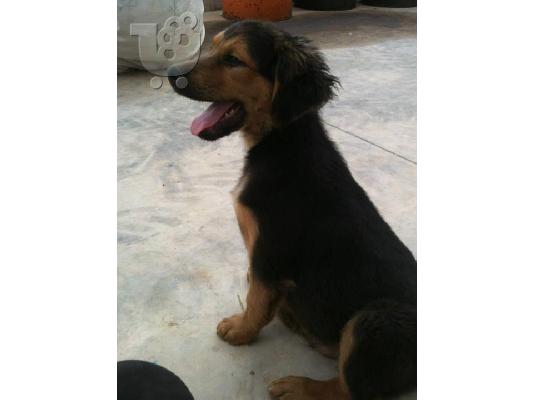 Κουταβακια 3μισι μηνων χαριζονται