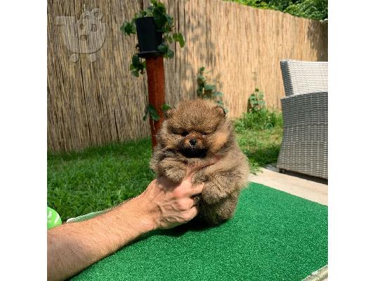 Κουτάβια Pomeranian