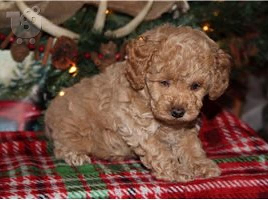 PoulaTo: toy Poodle Puppies