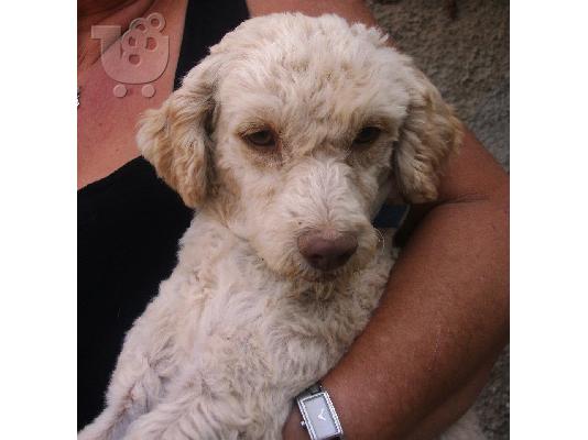 PoulaTo: Μικροσωμο καλαζαρικο κανις ψαχνει σπιτακι